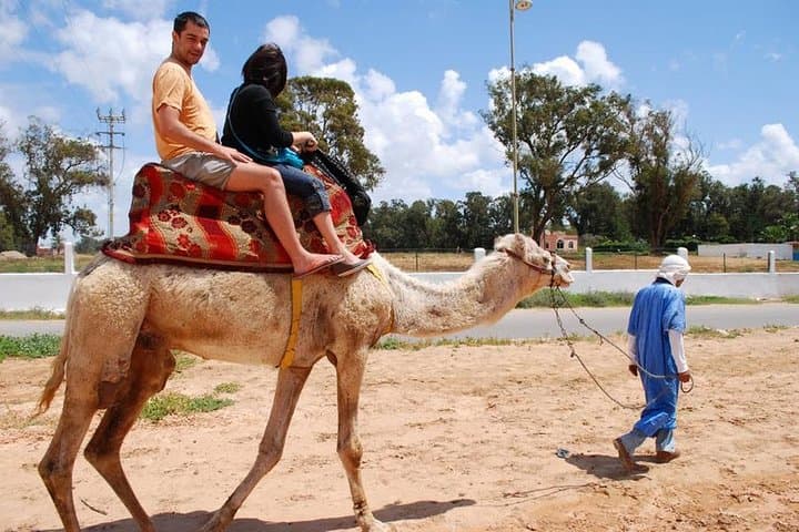 camel Agadir