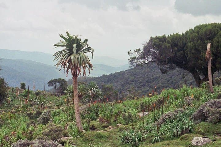 3 Days Bale Mountains Trekking