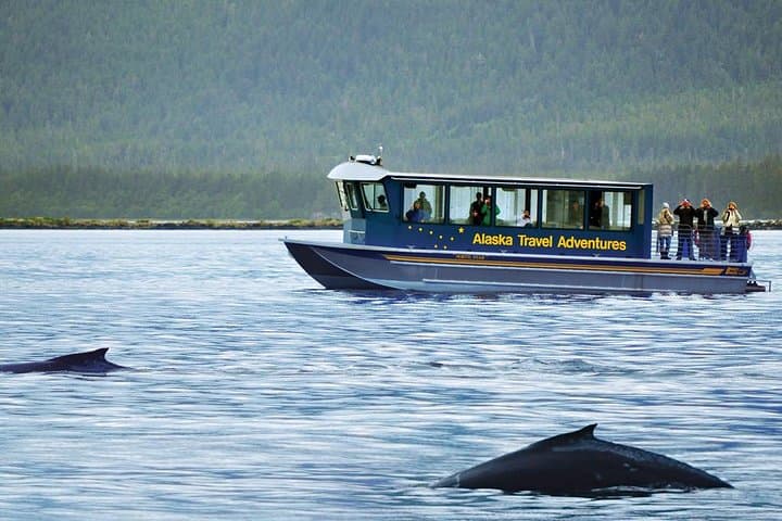 Juneau Whale Watching Adventure