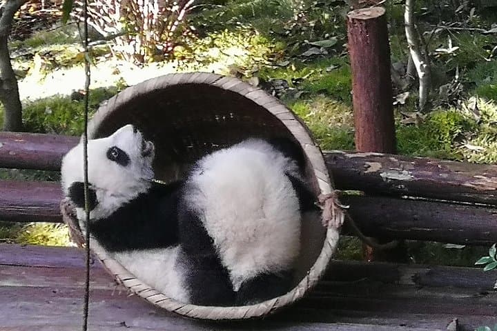 3 Days Chengdu Panda base and Leshan Buddha Visit with Cooking Class