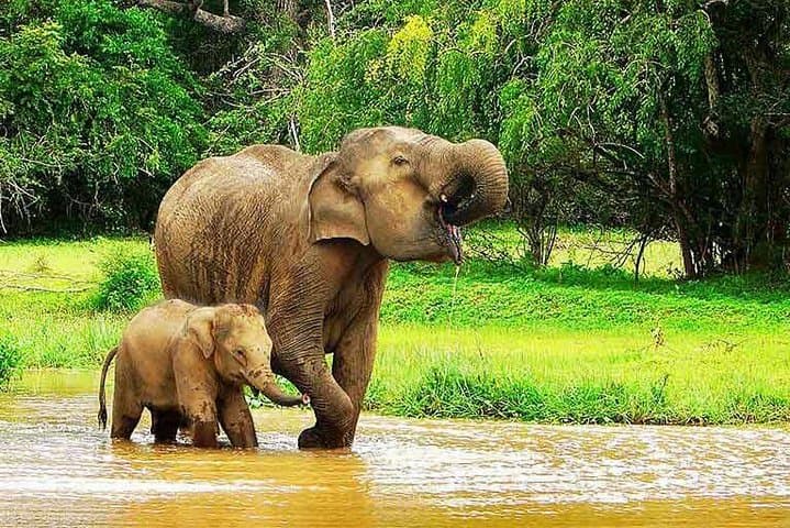 Airport Arrival Transfer Tot Udawalawe