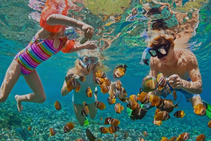 Dolphin Watching and Snorkeling Tour from Muscat