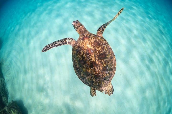 Full Day Oahu Circle Island -Turtle Beach Snorkel at North Shore