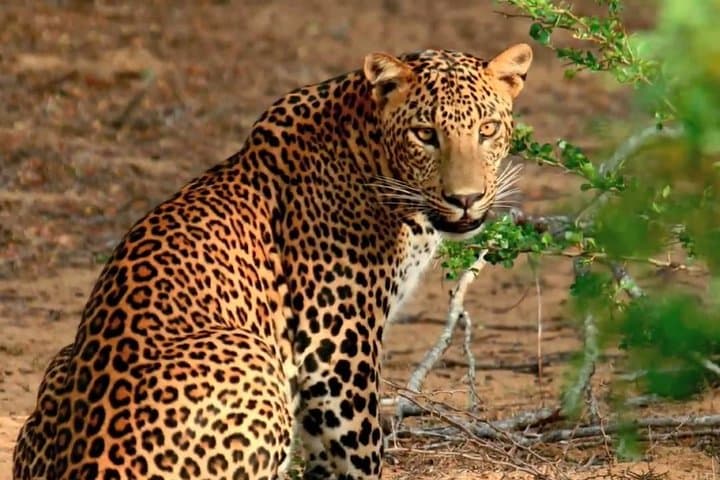 Yala Full Day Safari with Picnic Lunch - Private & All Inclusive