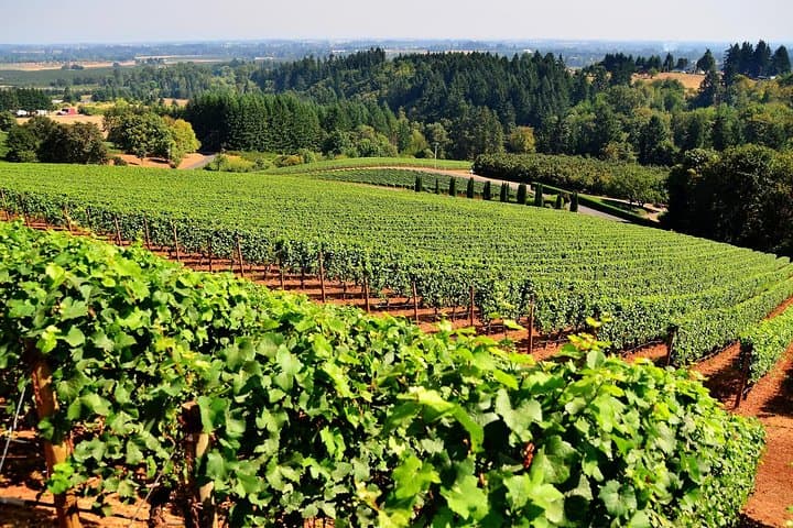 Amador County Wine Tasting Tours Private Wine Tours