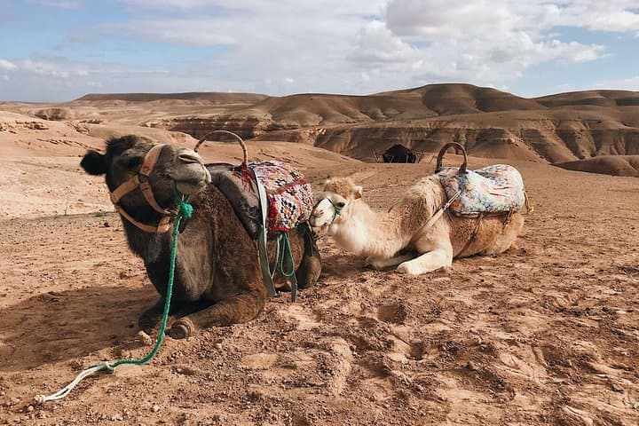 Desert Agafay and Atlas Mountains Waterfall & Camel ride Day Trip From Marrakech