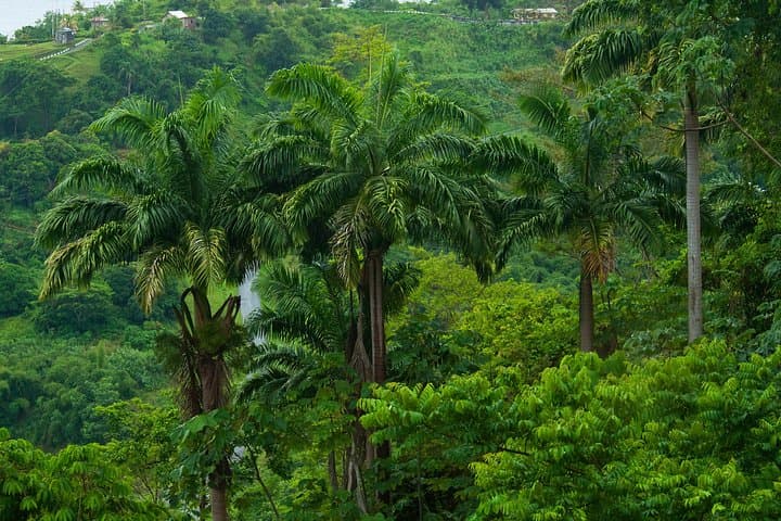 Rainforest Tour