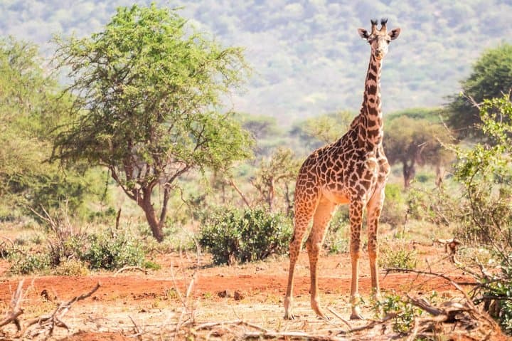 Affordable Short Tanzania Safari (2 Days Camping Safari)