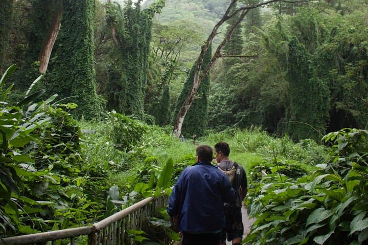 Oahu: Manoa Falls Rainforest Self-Guided Hike