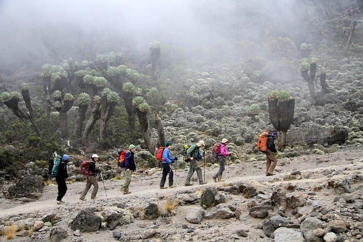 CLIMB THE KILIMANJARO rongai route