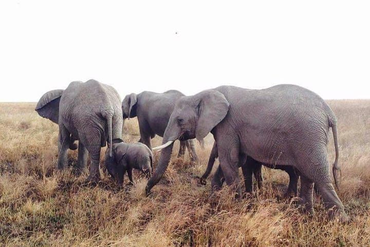 Day Trip Arusha National Park