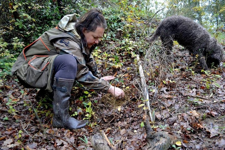 Full-Day Small-Group Truffle Hunting in Tuscany with Lunch