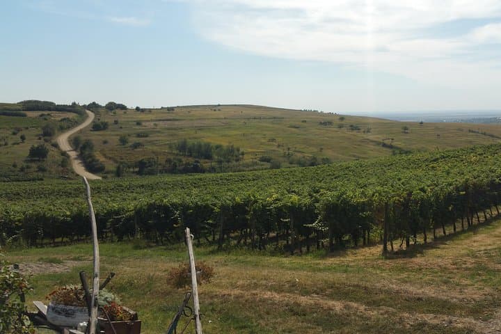 Vineyards and wine tasting experience