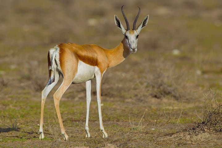 3 Days Etosha Wildlife- Namibia (lodging)