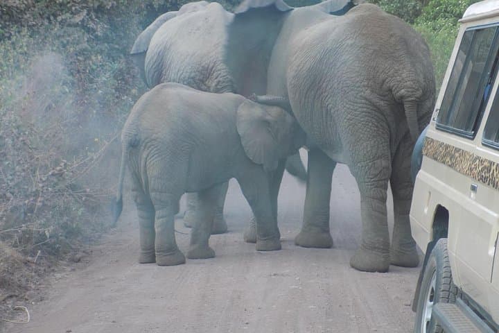 Private Wildlife Encounter at Tarangire National Park
