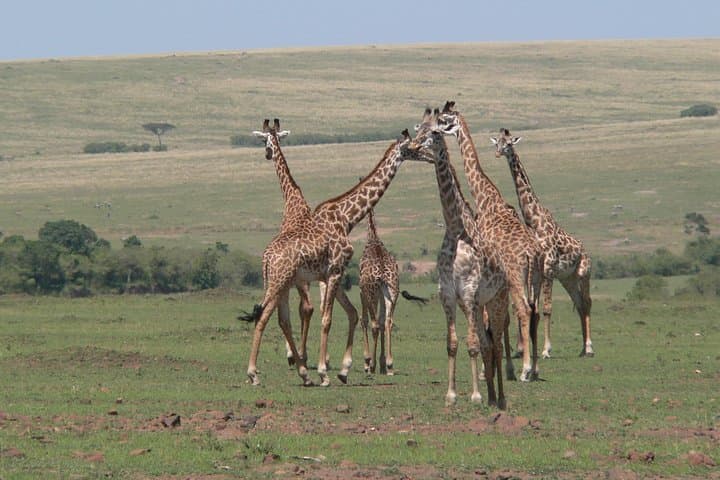 Nairobi layover