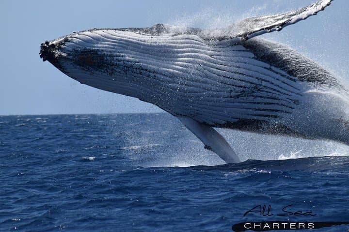 Whale Watching Busselton