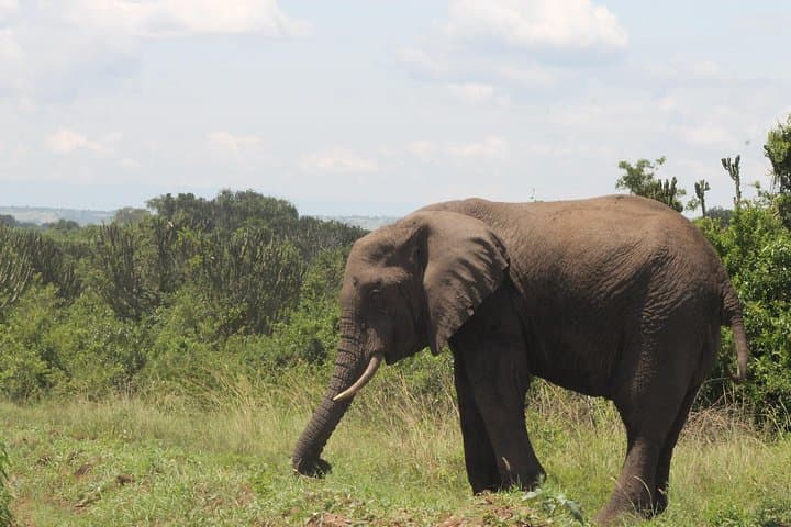 7-Day Murchison Falls, Chimps & Gorilla Trekking