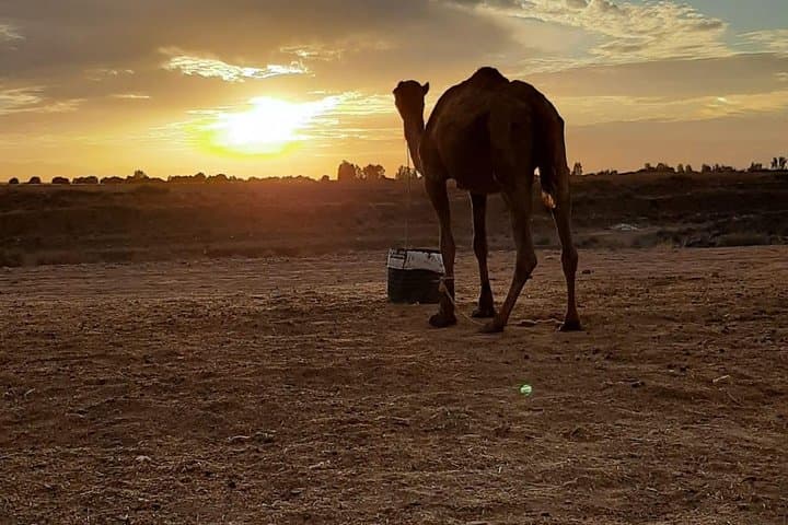 Atlas Mountains And Camel Ride Day Trip From Marrakech