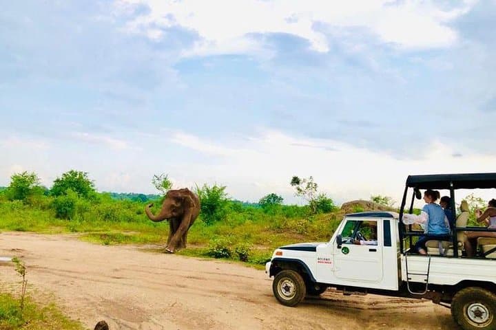 Private Udawalawe Nationalpark Jeep-Safari