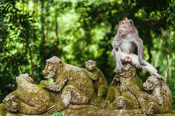 Ubud Tour - Best Of Ubud & Swing - All Inclusive