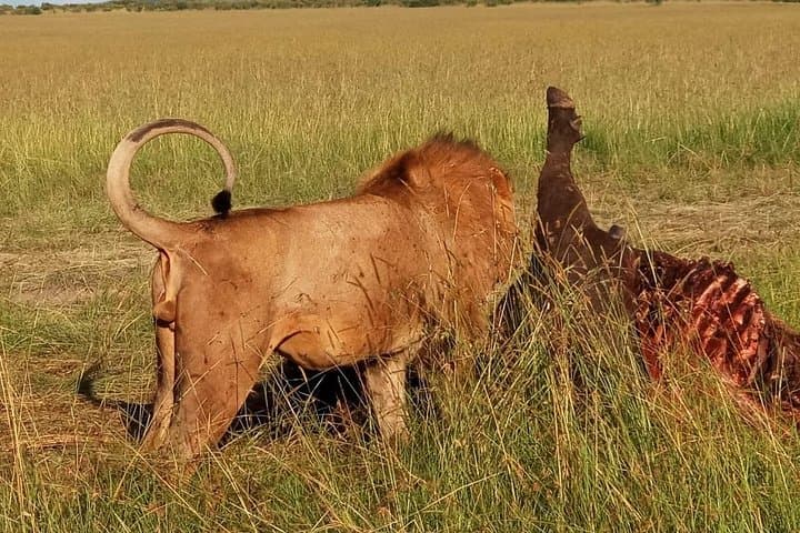 5 Days Camping Group Safari to Nairobi, Lake Manyara, Serengeti and Ngorongoro