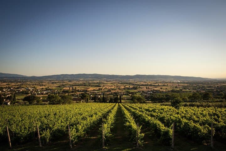Organic Winery tour with Full Lunch from Assisi