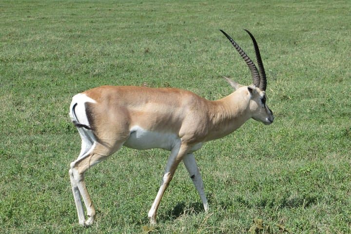 Day trip to Trangire National Park from Arusha