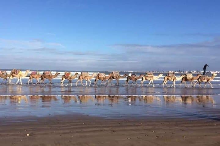 3-hour camel ride at sunset