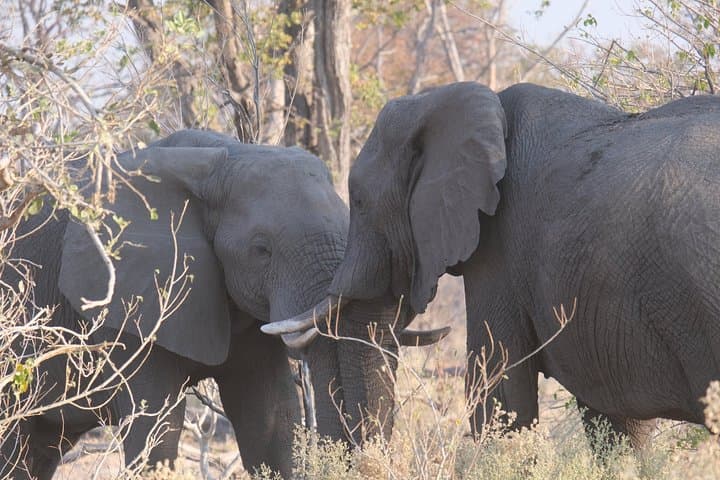 8 Day Elephant Tracking Botswana
