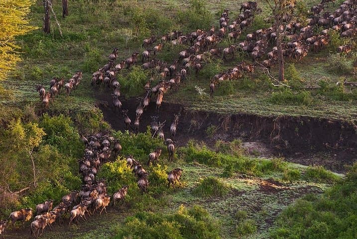 6Days Migration Safari