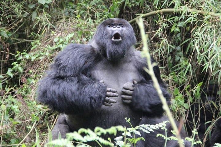 Gorilla trekking