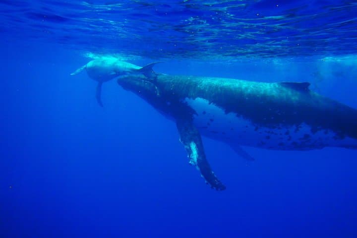 Half day whale tour 4h00