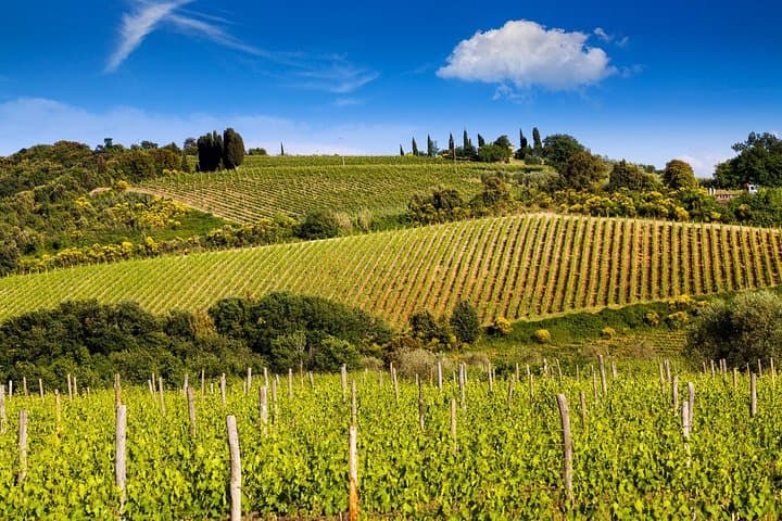Private Classic Wine Tour in Chianti from Florence