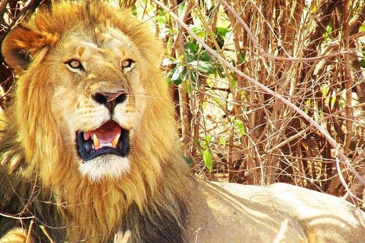 2 Days Amboseli All Inclusive Safari