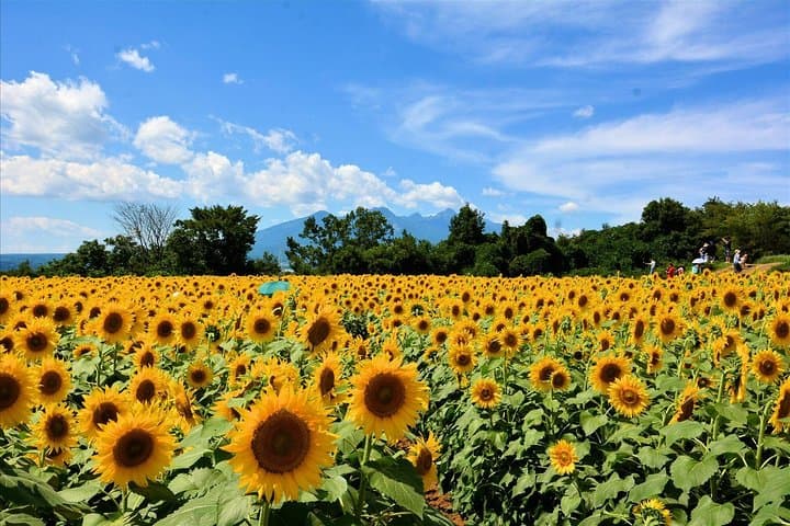 Sunflower Fields Day Trip with Peach Picking from Tokyo