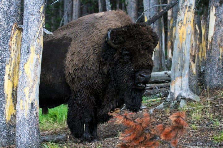 Yellowstone Private Upper Loop Tour with Lunch