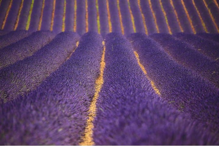 Full Day Ocean of Lavender in Valensole from Avignon