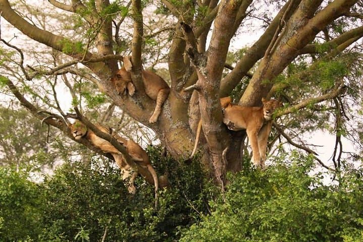Tarangire, Serengeti and Ngorongoro Crater