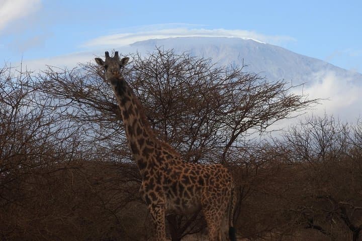 2 Days Amboseli Safari