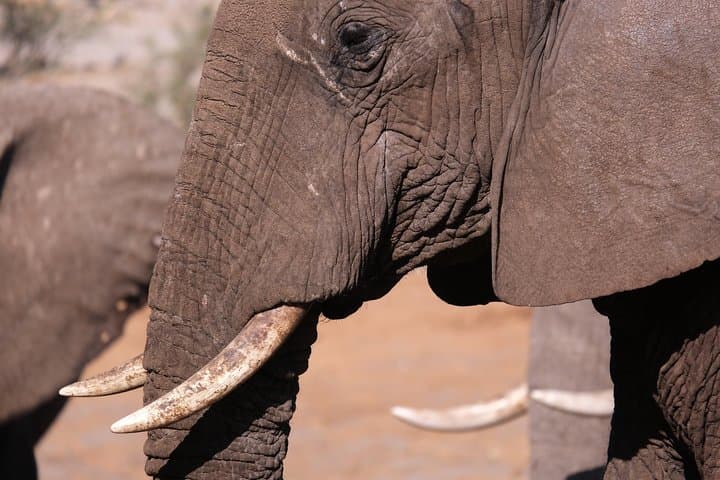 5 Day Mobile Camping Safari Tour in Botswana with Guide