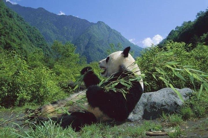 Private Wolong Panda Base and Earthquake Site Day Tour