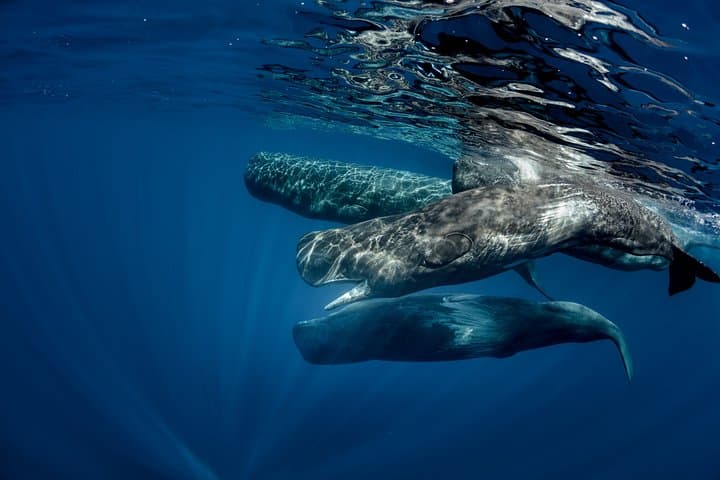 Mirissa Whale Watching Private Day Trip from Colombo or Negombo