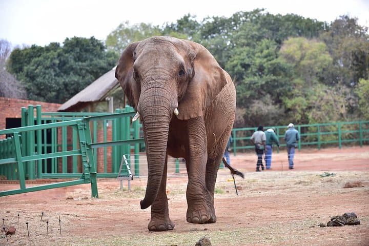 Private Elephant Sanctuary Tour from Pretoria
