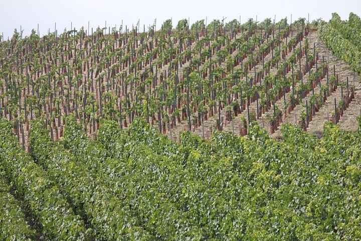 Private Half Day Champagne Tour – 3 Family Vineyard Visits