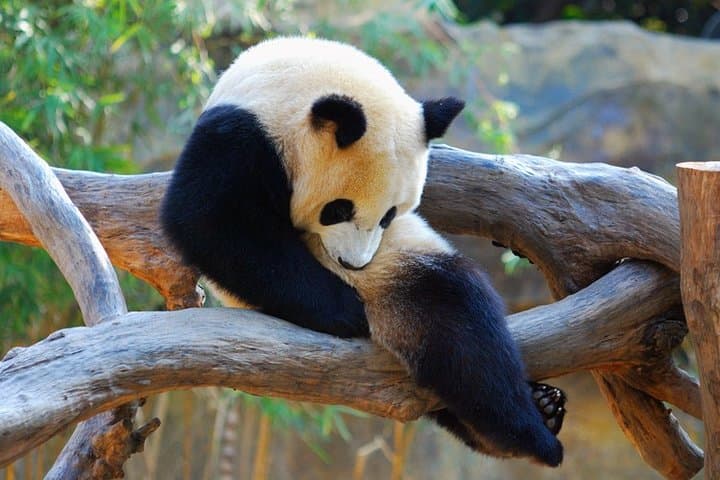 Private Day Trip to Chengdu Giant Panda Base and Leshan Giant Buddha