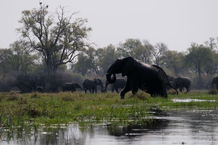 14 Day Elephant Tracking Botswana