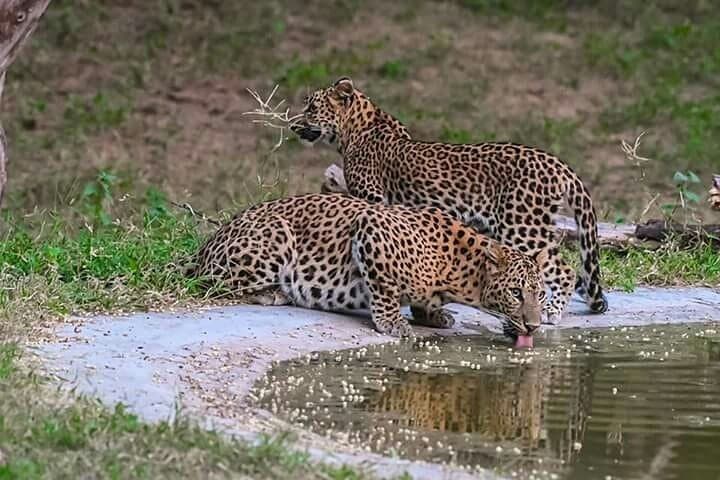 Guided Half Day Jaipur Tour With Jhalana Leopard Safari
