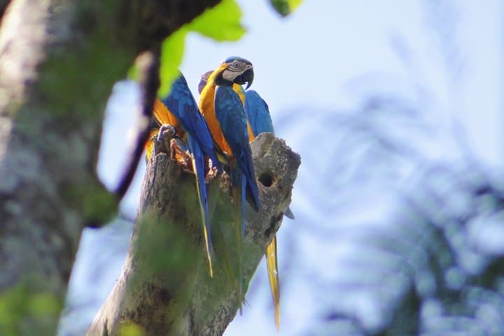 2-Day Camping Tour to Pacaya-Samiria National Park from Iquitos