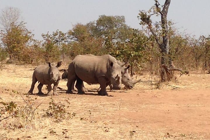 Game Drive and Rhino Walk Tour in Livingstone